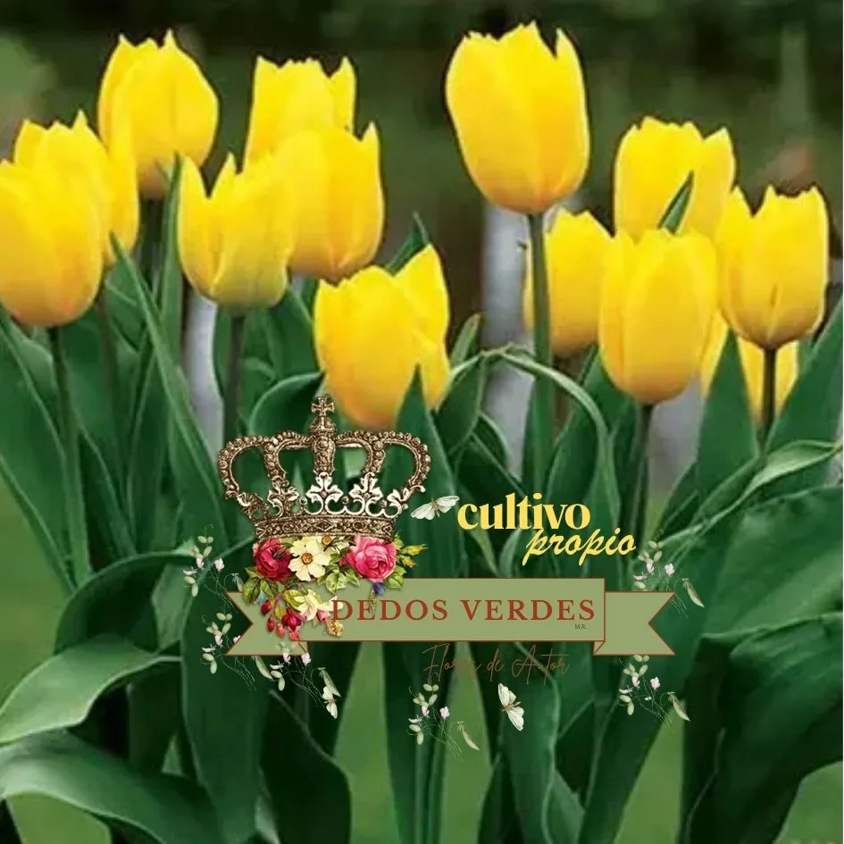 Fotografía de Tulipanes Maceta 1